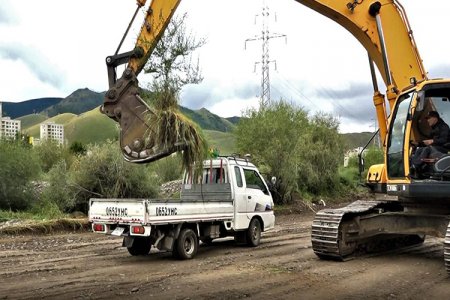 Замын трасст орсон бургаснуудыг нүүлгэн шилжүүлж, шинээр суулгаж байна