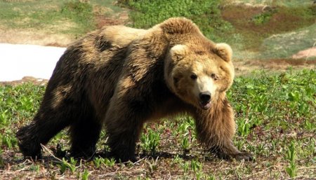 Малчны хот руу баавгай дайрч, мал барьсан тохиолдлууд гарчээ